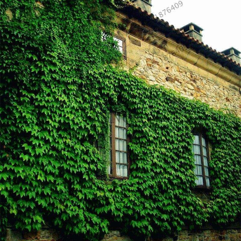 15 Boston Ivy Seeds - Seed World