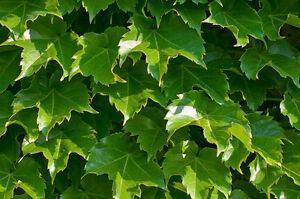 15 Boston Ivy Seeds - Seed World