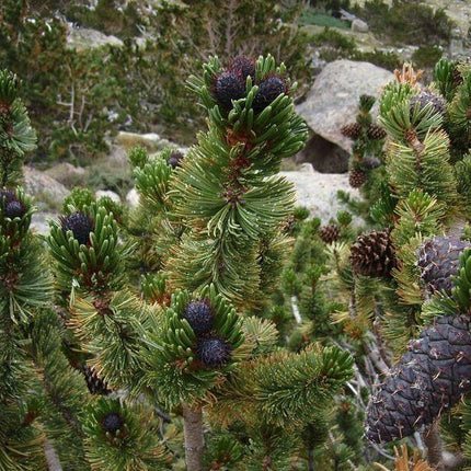 15 Bristlecone Pine Tree Seeds - Seed World