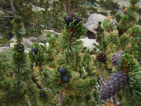 15 Bristlecone Pine Tree Seeds - Seed World