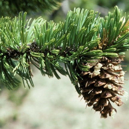 15 Bristlecone Pine Tree Seeds - Seed World