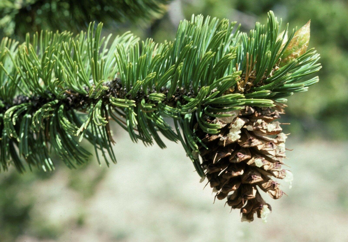 15 Bristlecone Pine Tree Seeds - Seed World