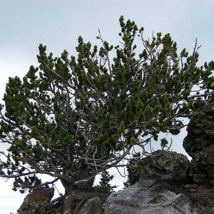 15 Bristlecone Pine Tree Seeds - Seed World