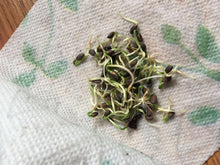 15 Bristlecone Pine Tree Seeds - Seed World