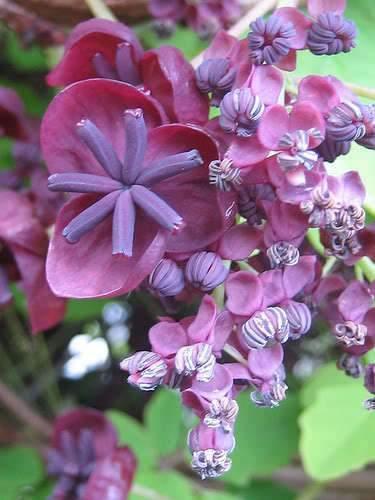 15 Chocolate Vine Seeds - Seed World
