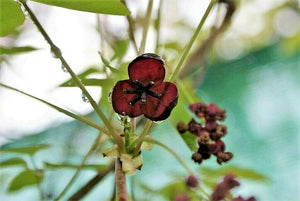 15 Chocolate Vine Seeds - Seed World