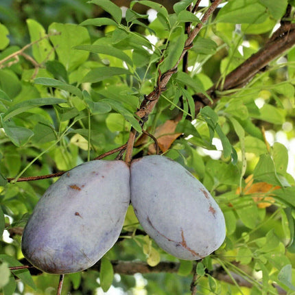 15 Chocolate Vine Seeds - Seed World