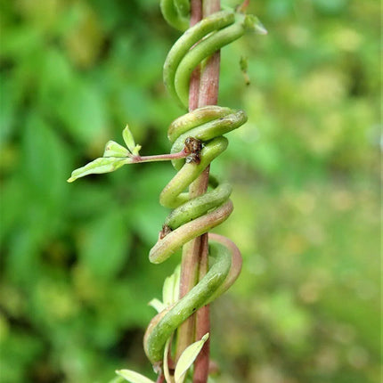 15 Chocolate Vine Seeds - Seed World