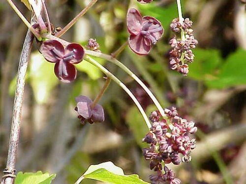 15 Chocolate Vine Seeds - Seed World