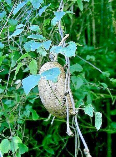 15 Chocolate Vine Seeds - Seed World