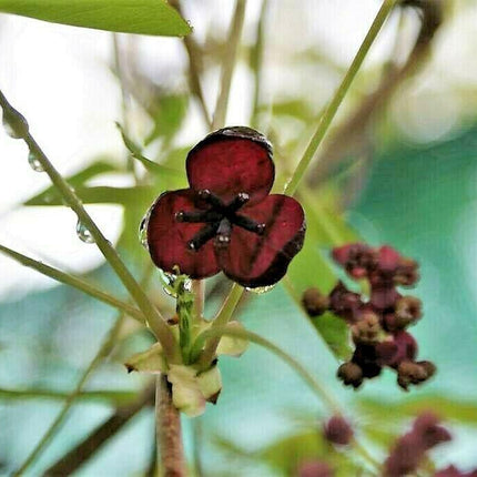 15 Chocolate Vine Seeds - Seed World
