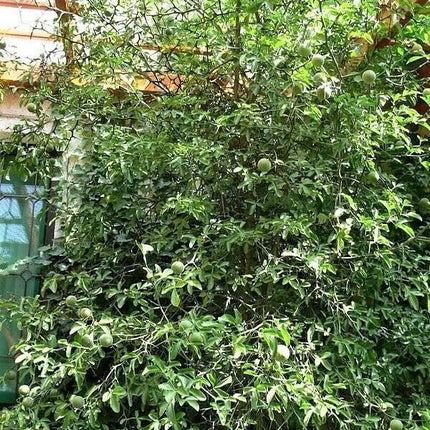 15 Chocolate Vine Seeds - Seed World
