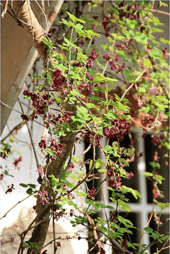 15 Chocolate Vine Seeds - Seed World