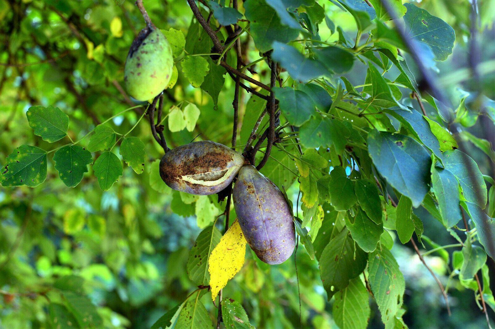 15 Chocolate Vine Seeds - Seed World