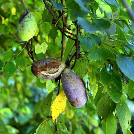 15 Chocolate Vine Seeds - Seed World
