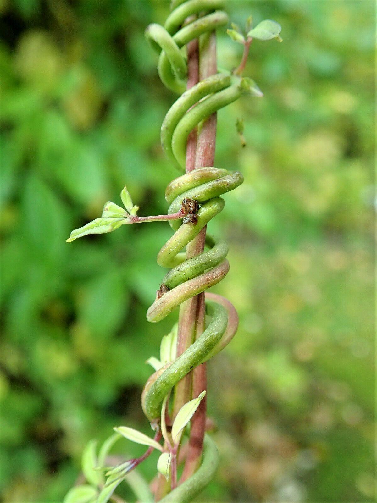 15 Chocolate Vine Seeds - Seed World