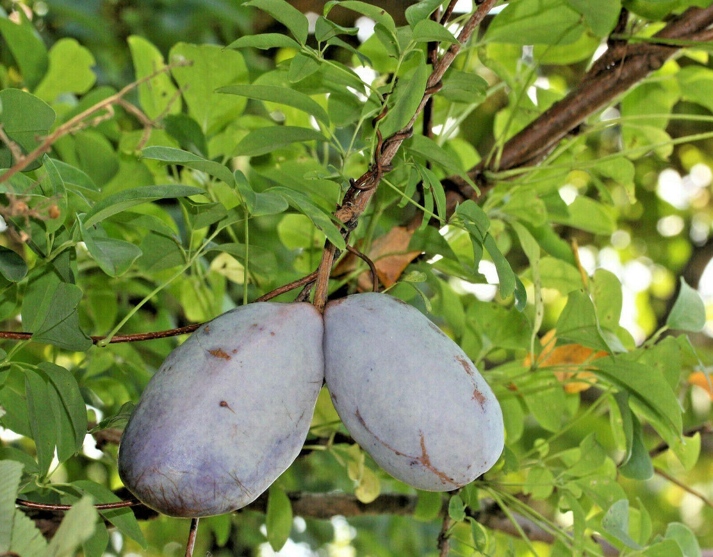 15 Chocolate Vine Seeds - Seed World