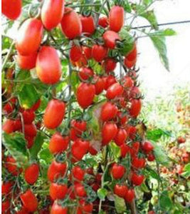 15+ Climbing Tomato Seeds - Seed World