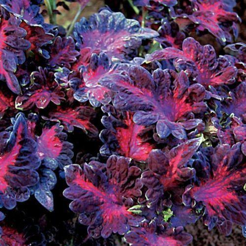 15 Coleus Black Dragon Seeds - Seed World