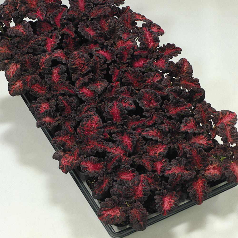 15 Coleus Black Dragon Seeds - Seed World