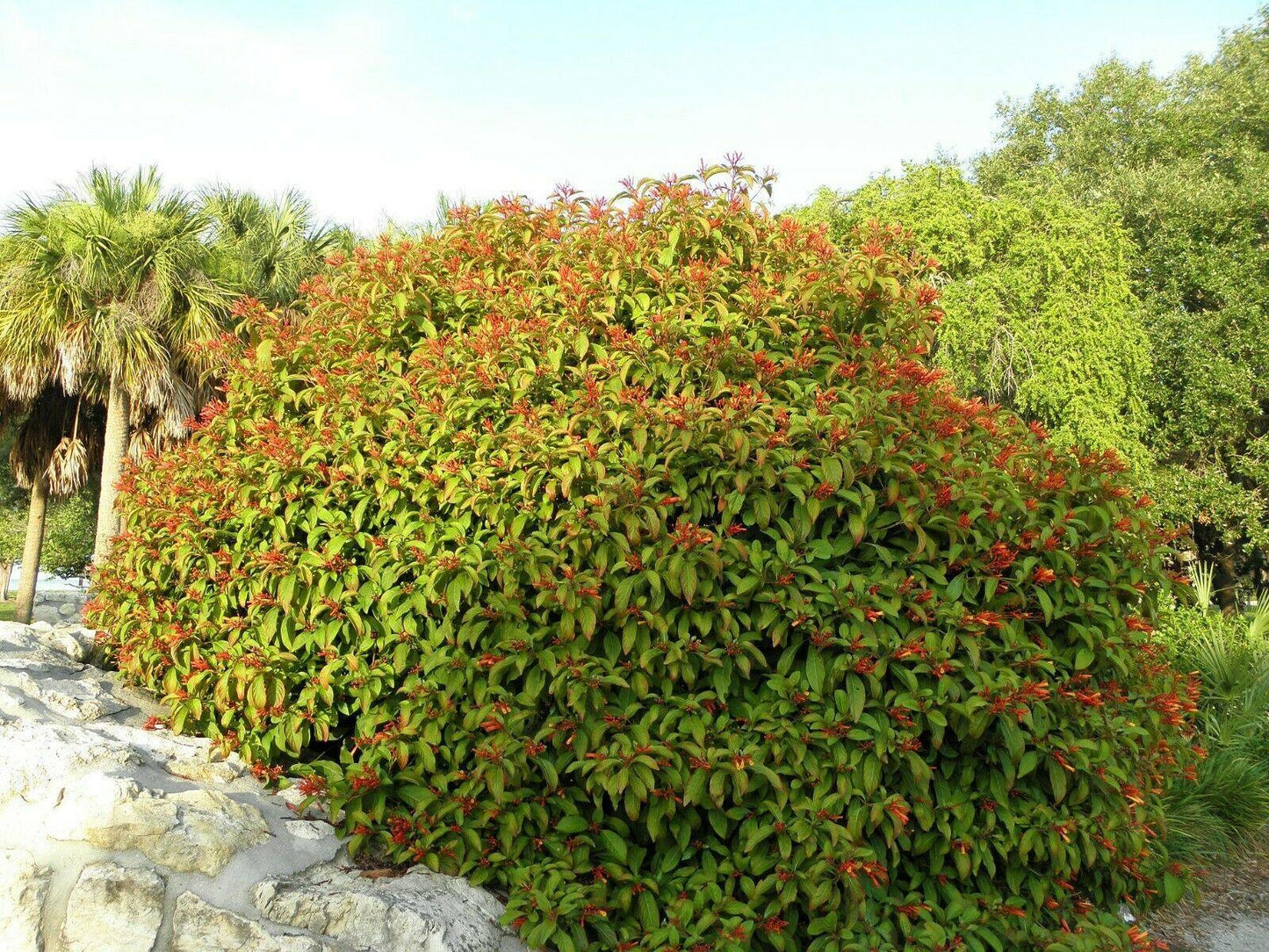 15 Firebush Seeds - Seed World