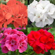 15 Geranium Seeds - Mix - Seed World