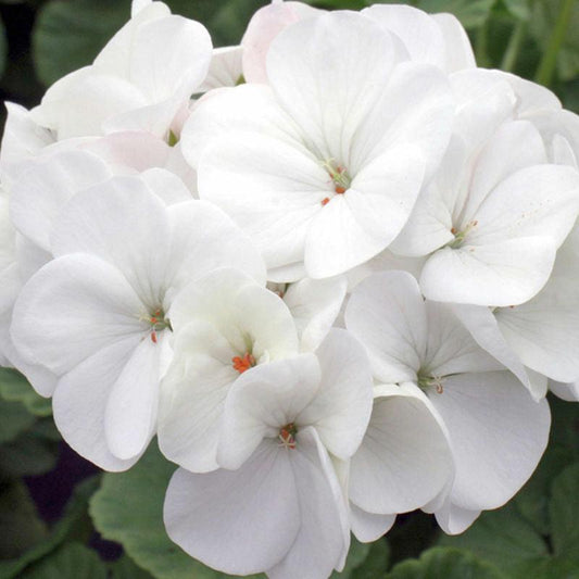 15 Geranium Seeds - Mix - Seed World