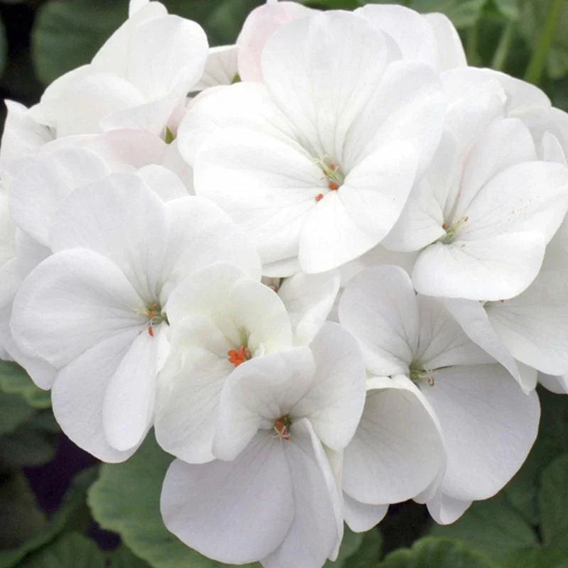 15 Geranium Seeds - Mix - Seed World