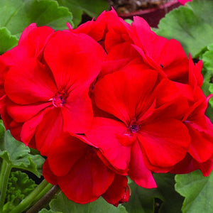 15 Geranium Seeds - Mix - Seed World