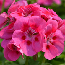 15 Geranium Seeds - Mix - Seed World