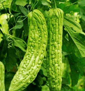 15 Green Skin Bitter Melon Seeds - Seed World