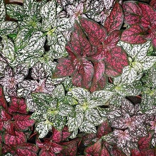 15 Hypoestes Phyllostachya Splash Mix Seeds - Seed World