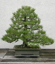 15 Japanese Black Pine Tree Seeds (Pinus Thunbergii) Seeds - Seed World