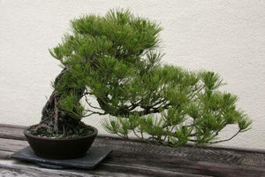 15 Japanese Black Pine Tree Seeds (Pinus Thunbergii) Seeds - Seed World