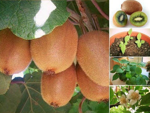 15 Kiwi Fruit Plant Tree Bonsai Seeds - Seed World