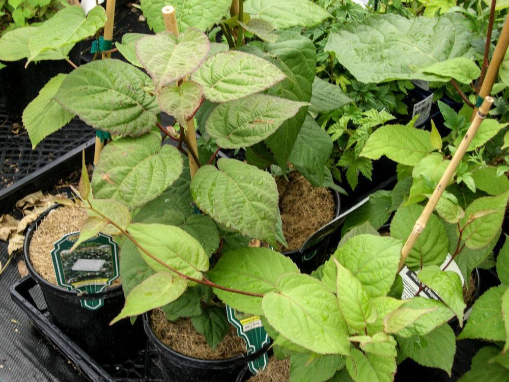 15 Kiwi Fruit Plant Tree Bonsai Seeds - Seed World