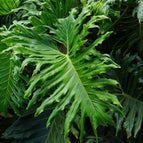 lacy tree philodendron seed 15 Lacy Tree Philodendron Seeds – Seed World