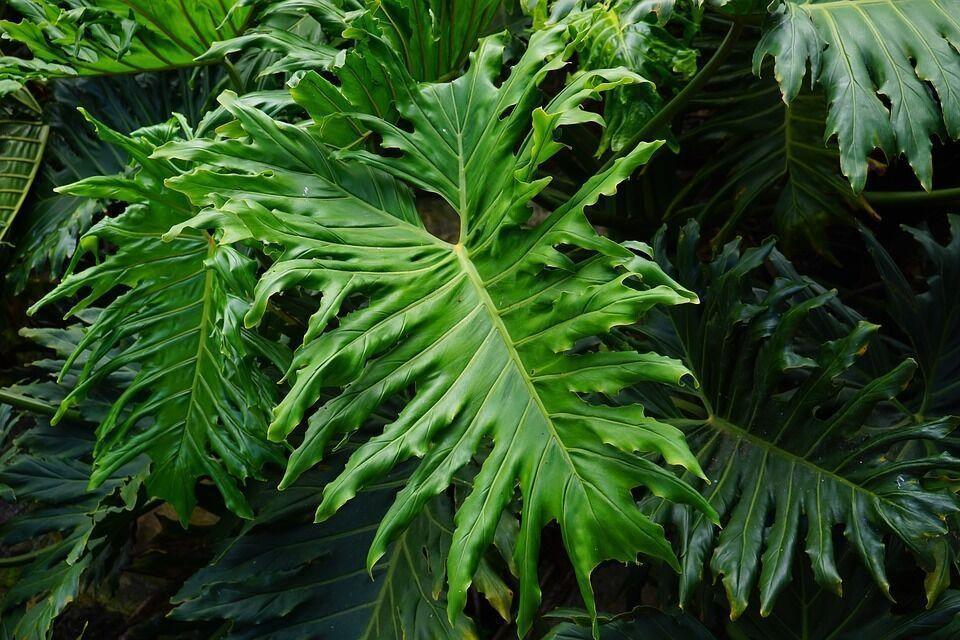 15 Lacy Tree Philodendron Seeds - Seed World