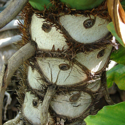 lacy tree philodendron 15 Lacy Tree Philodendron Seeds – Seed World