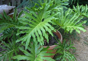 15 Lacy Tree Philodendron Seeds - Seed World