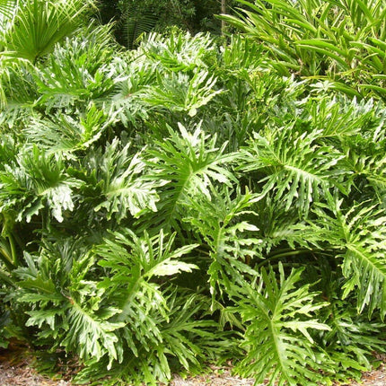 15 Lacy Tree Philodendron Seeds - Seed World