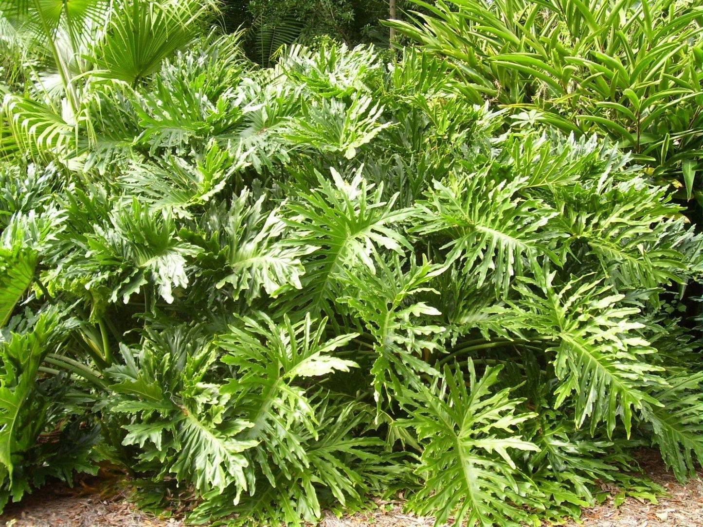 15 Lacy Tree Philodendron Seeds - Seed World