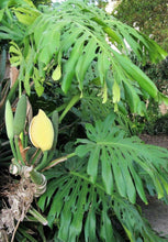 15 Lacy Tree Philodendron Seeds - Seed World