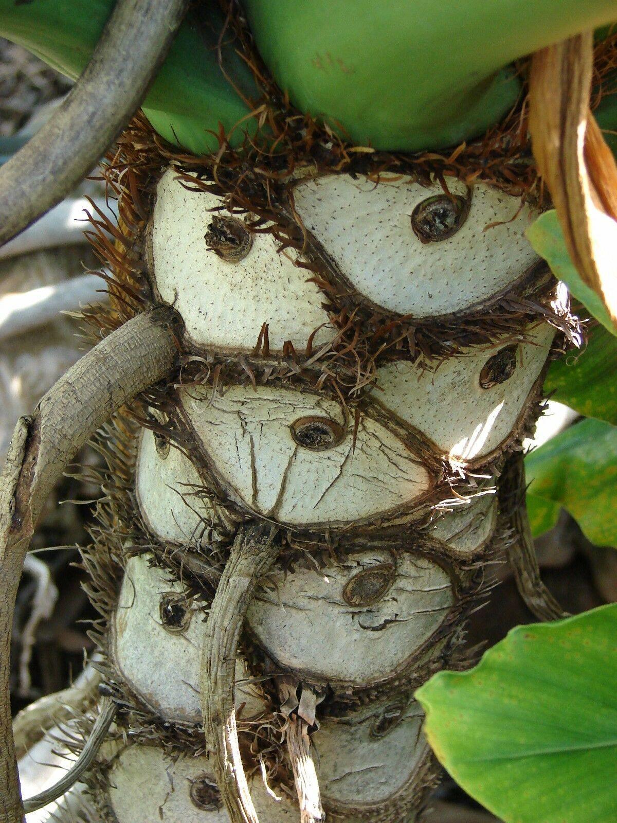 15 Lacy Tree Philodendron Seeds - Seed World