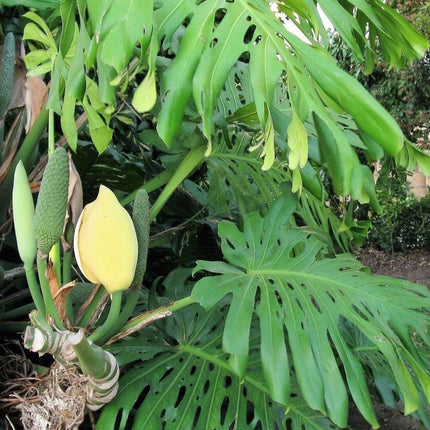 15 Lacy Tree Philodendron Seeds - Seed World