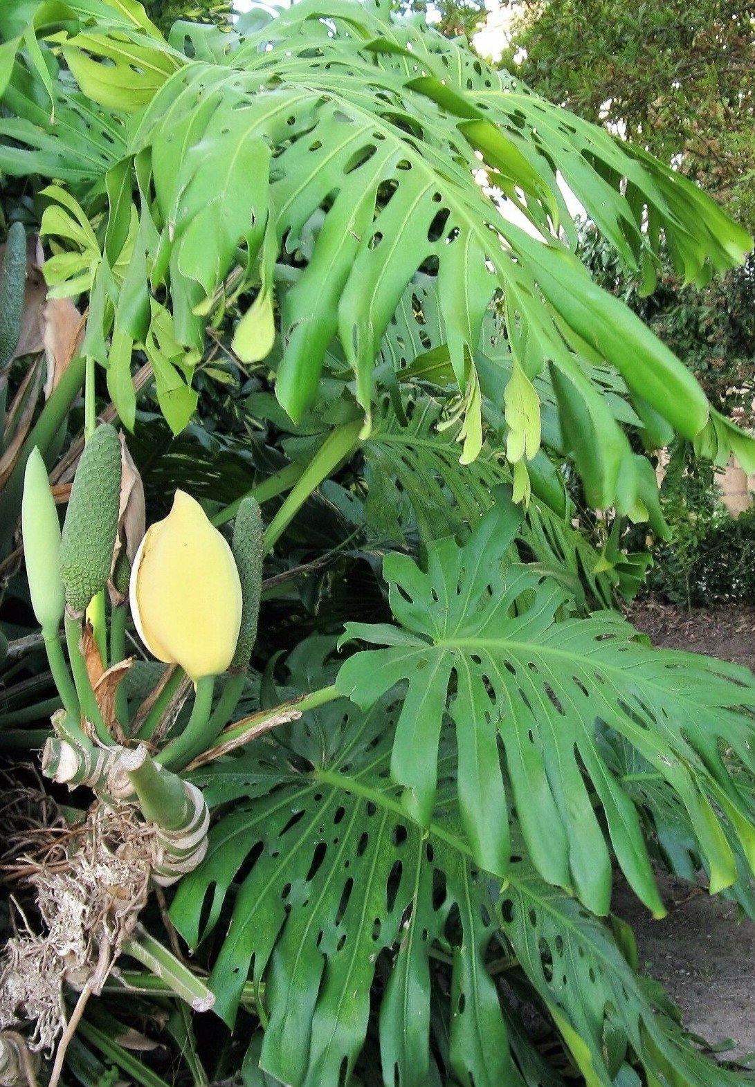 lacy tree philodendron flower 15 Lacy Tree Philodendron Seeds – Seed World
