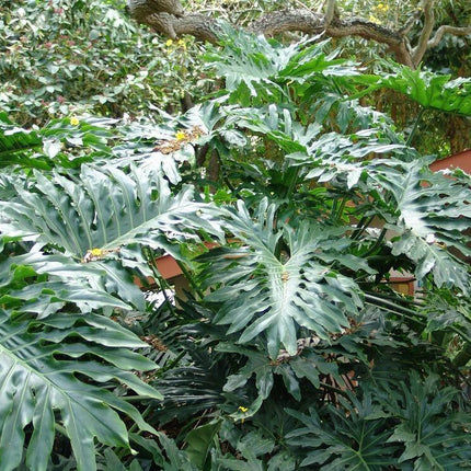 15 Lacy Tree Philodendron Seeds - Seed World