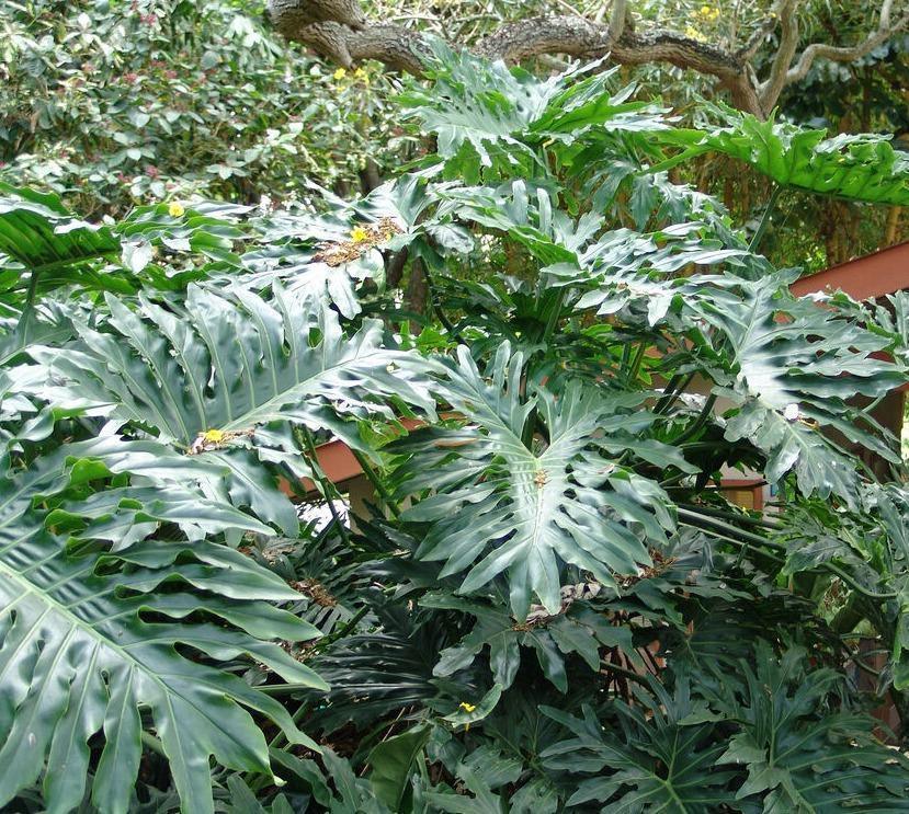 15 Lacy Tree Philodendron Seeds - Seed World