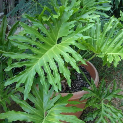 15 Lacy Tree Philodendron Seeds - Seed World