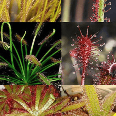 15 Mixed Drosera Carnivorous Plant Seeds - Seed World